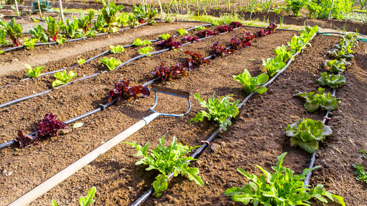 Garden with drip irrigation
